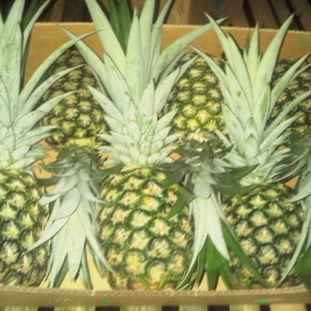 WPE Pineapples